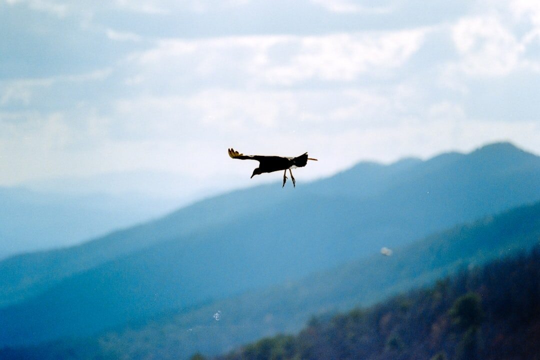 drone flying over mountains